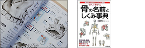 骨の名前としくみ事典