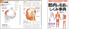筋肉の名前としくみ事典